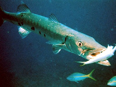 Barracuda with prey